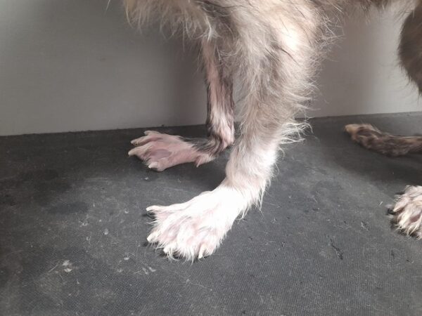 MUKKY - sehr durchtrittige Pfoten - reserviert Tierhilfe Lebenswert DR - vermittelt – Bild 2