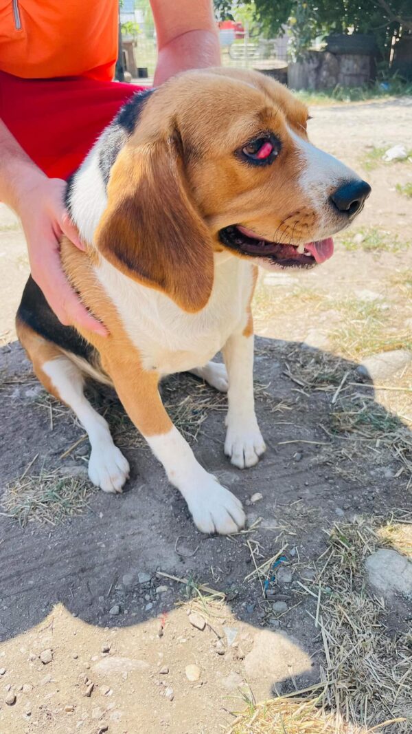 GUAPA - reserviert Laborbeaglehilfe vermittelt – Bild 3