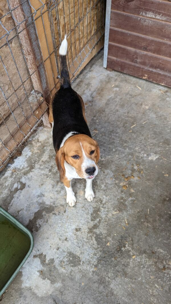GUAPA - reserviert Laborbeaglehilfe vermittelt – Bild 2