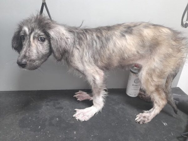 MUKKY - sehr durchtrittige Pfoten - reserviert Tierhilfe Lebenswert DR - vermittelt – Bild 3