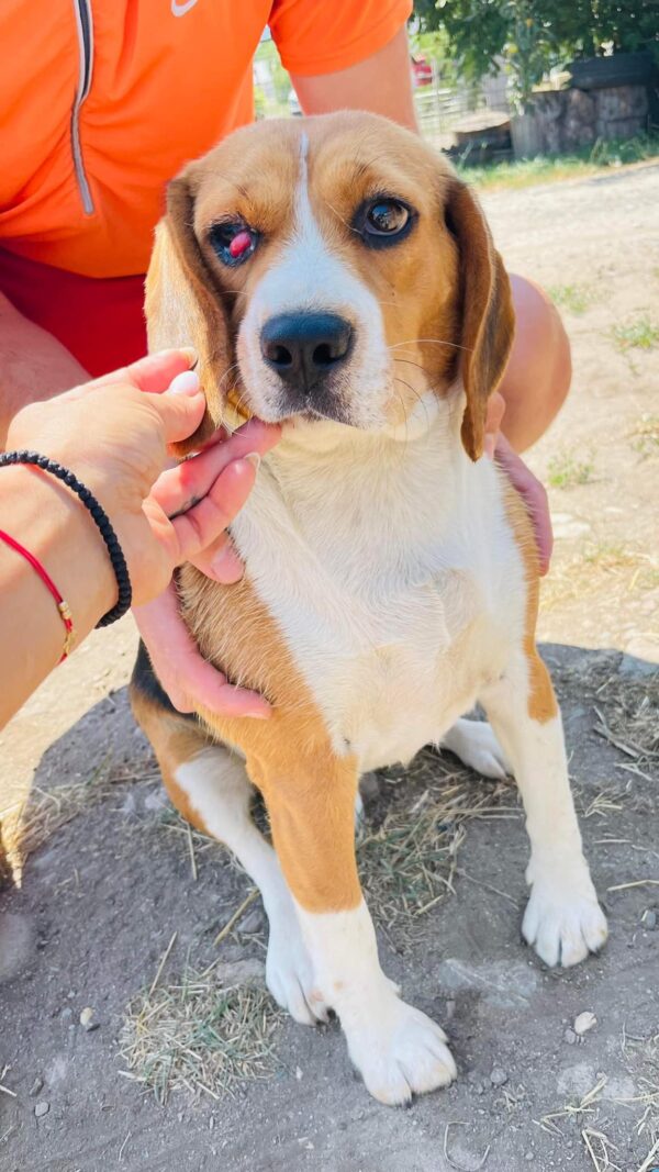 GUAPA - reserviert Laborbeaglehilfe vermittelt – Bild 4