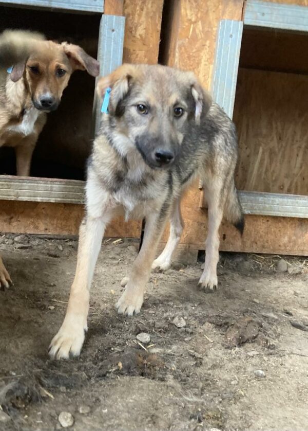 SHIRO - reserviert Betty vermittelt – Bild 3