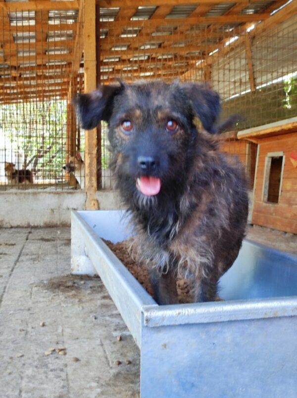 BEATLE - reserviert LS vermittelt – Bild 5