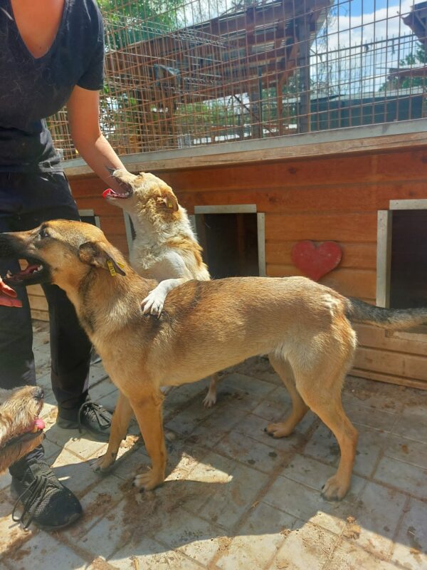 KIONA - auf PDR PS im PLZ Bezirk 78 - vermittelt – Bild 9