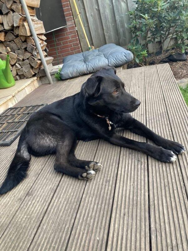 Ella in 46499 Hamminkeln *vermittelt* – Bild 8