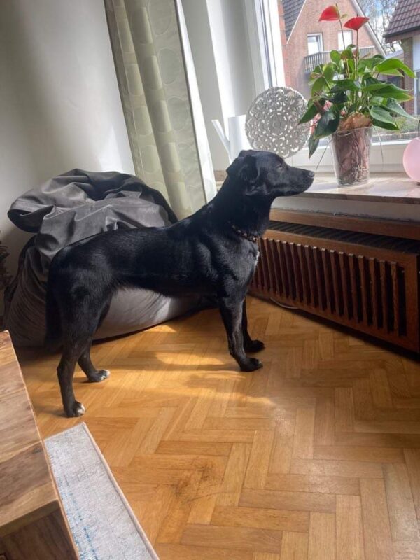 Ella in 46499 Hamminkeln *vermittelt* – Bild 5
