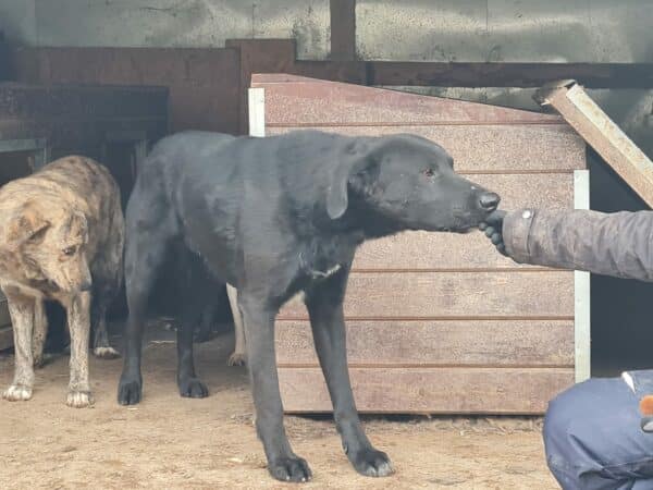 MAUNO (♂) reserviert (25/07 MH) – Bild 7
