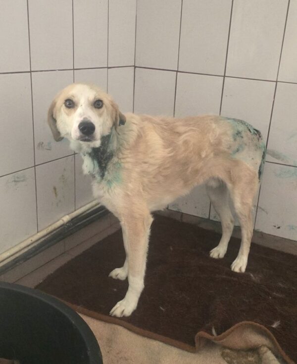 CAPPUCCINO (♂) – Beissopfer 06/25 – dringend Platz gesucht - reserviert TH Iserlohn (AL 22.06.) – Bild 2