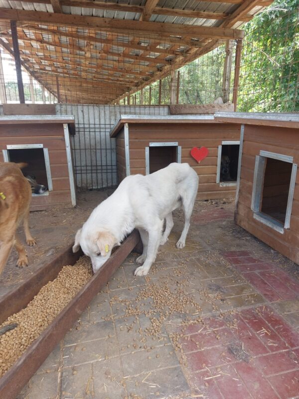 DON (♂) Interessenten (31/05 MH) – Bild 2
