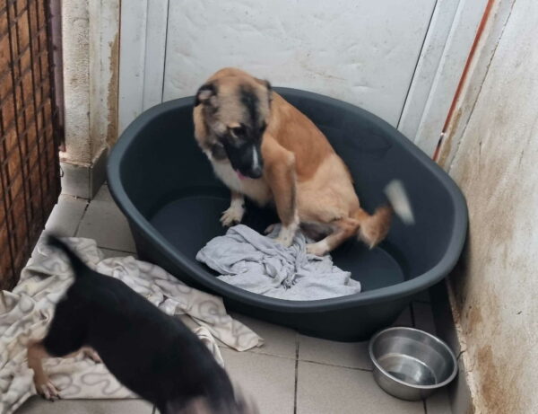 TAMY (*Piti) (♀) – Bild 16