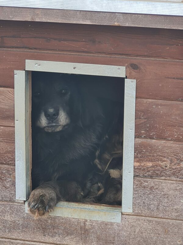 WAYLON - reserviert Kinder- und Tierschutzhof Hahnenberg - vermittelt – Bild 5