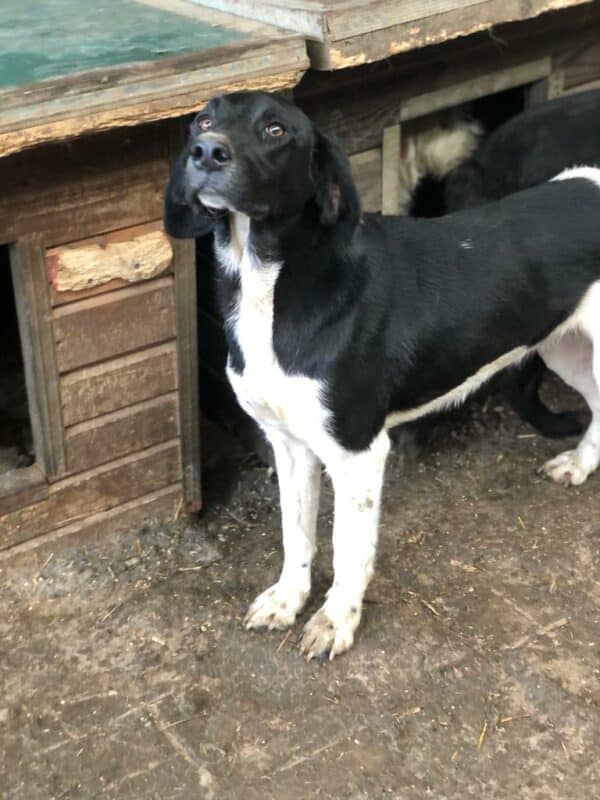 ANNIE - ausgereist zum TH Gelnhausen – Bild 6