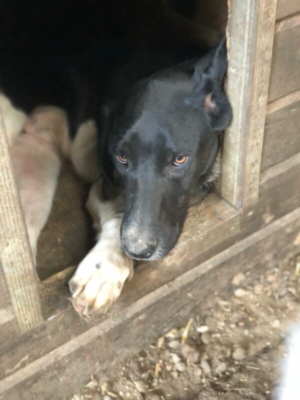ANNIE - ausgereist zum TH Gelnhausen – Bild 8
