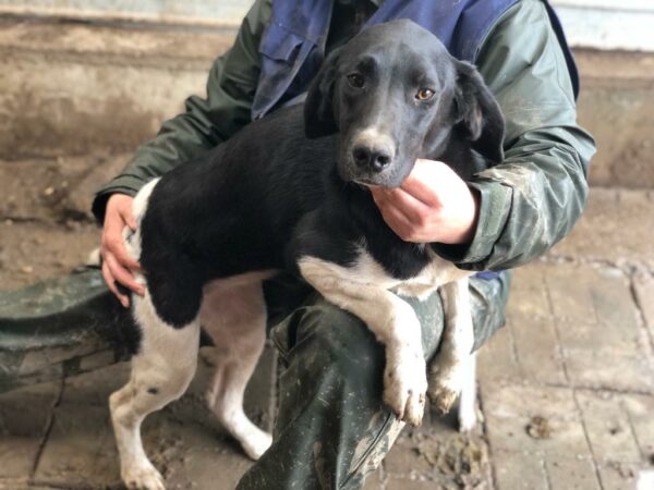 ANNIE - ausgereist zum TH Gelnhausen – Bild 5
