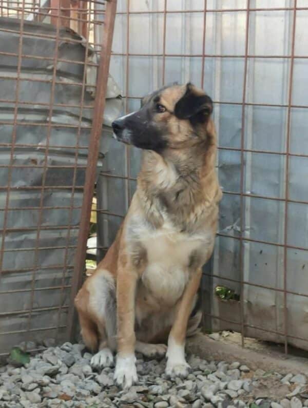TAMY (*Piti) (♀) – Bild 8