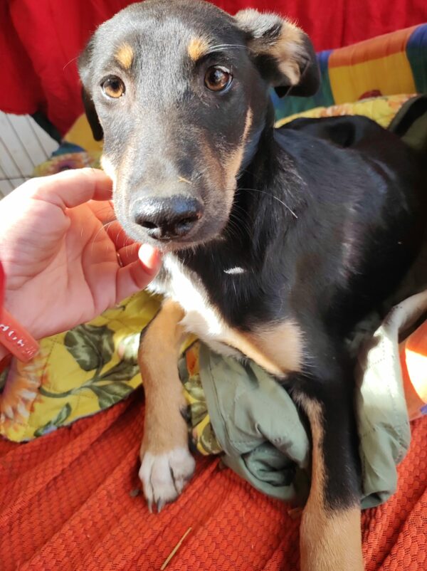 DOOGIE (♂) – Bild 16