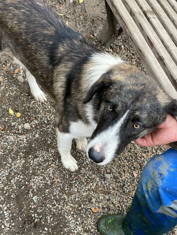 FARLEY (♂) – Bild 6