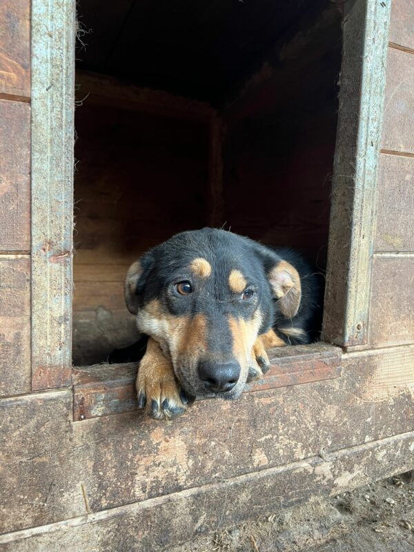 DHARMA - vermittelt LS – Bild 2