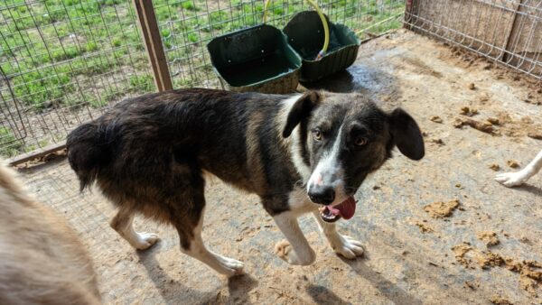 FARLEY (♂) – Bild 4