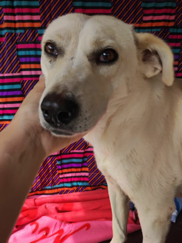 MONTANA  (= CHEYENNE) – Bild 2