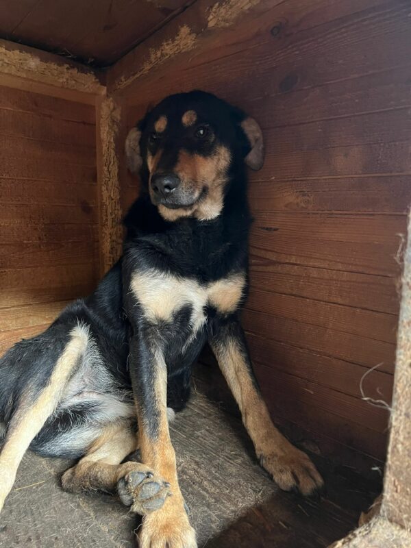 DHARMA - vermittelt LS – Bild 3
