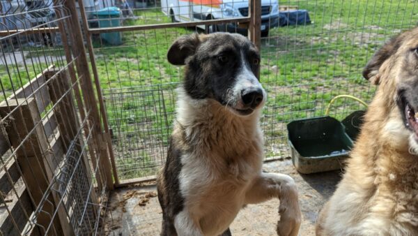 FARLEY (♂) – Bild 3