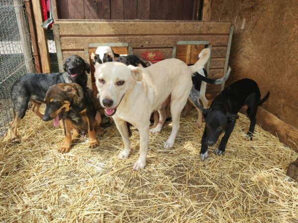 MONTANA  (= CHEYENNE) – Bild 3