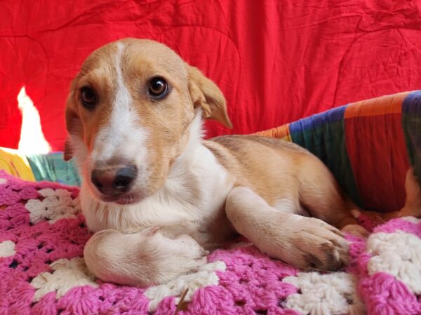 RIEKE - reserviert Hundescheune Fläming vermittelt – Bild 3