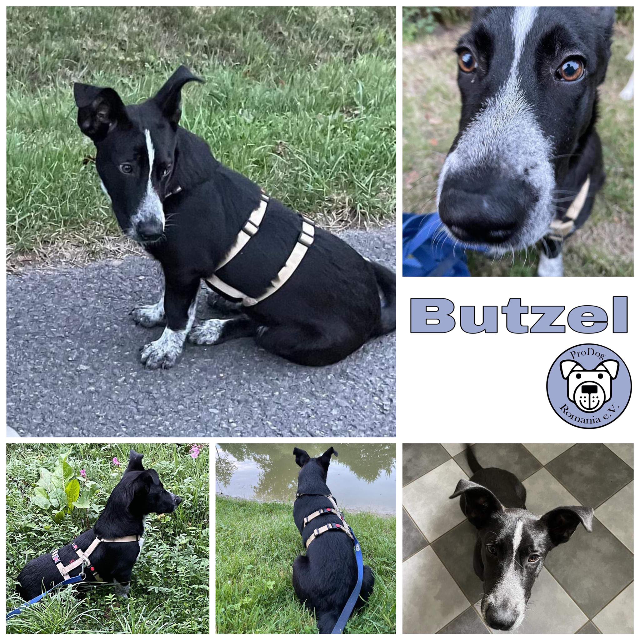 Butzel in 59387 Herbern *vermittelt*