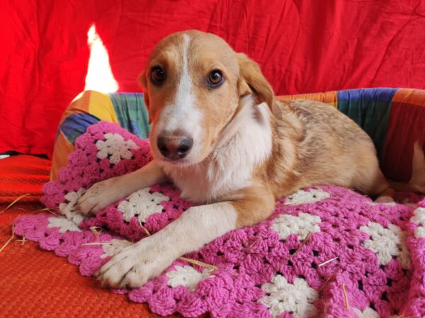 RIEKE - reserviert Hundescheune Fläming vermittelt