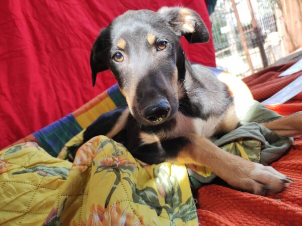 DOOGIE (♂) – Bild 19