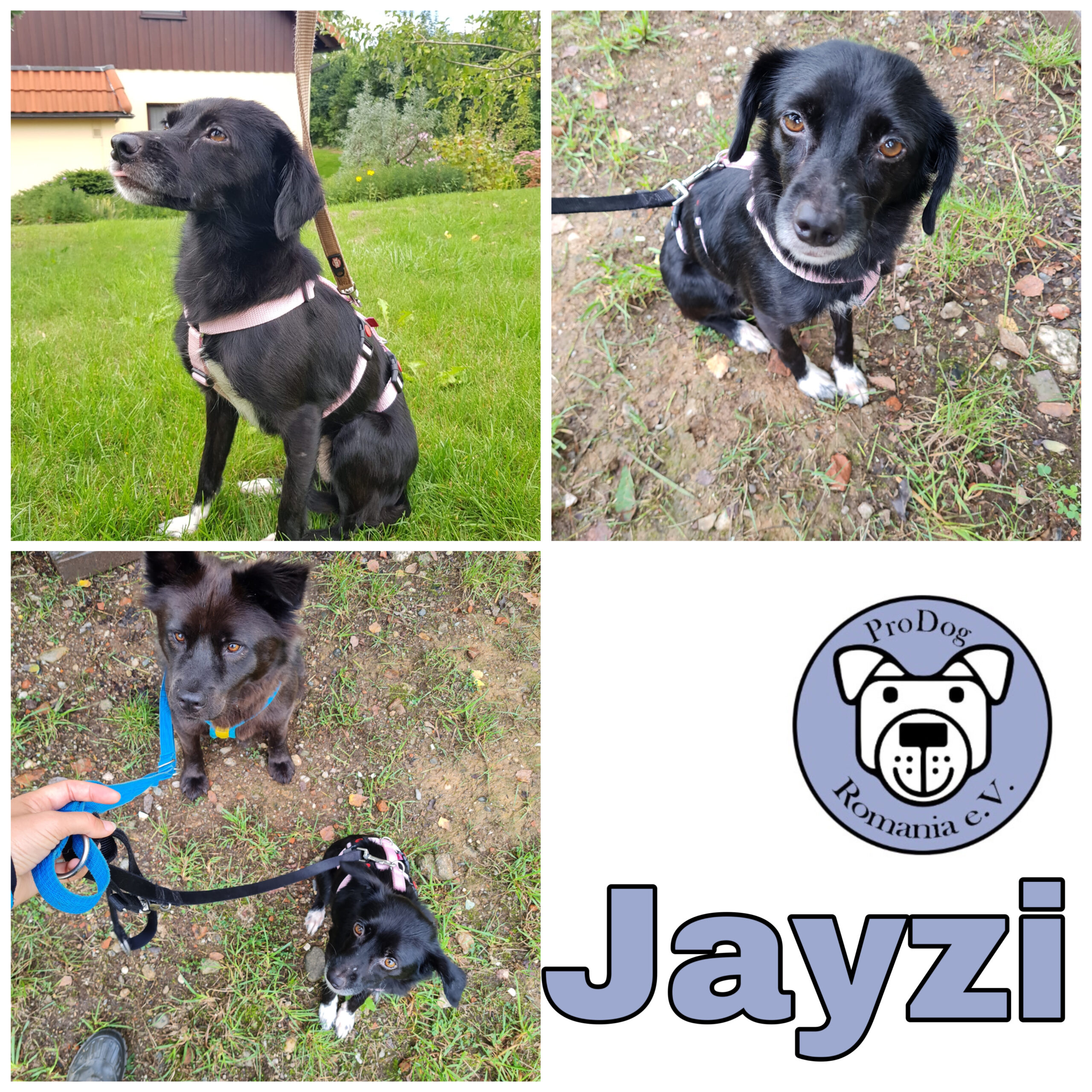 Jayzi in 08459 Neukirchen/Pleiße *vermittelt*