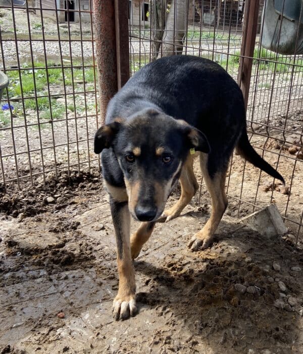 DOOGIE (♂) – Bild 9