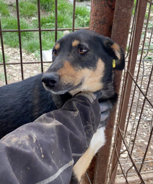 DOOGIE (♂) – Bild 5