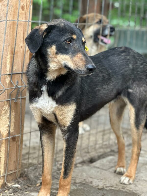 DOOGIE (♂) – Bild 3
