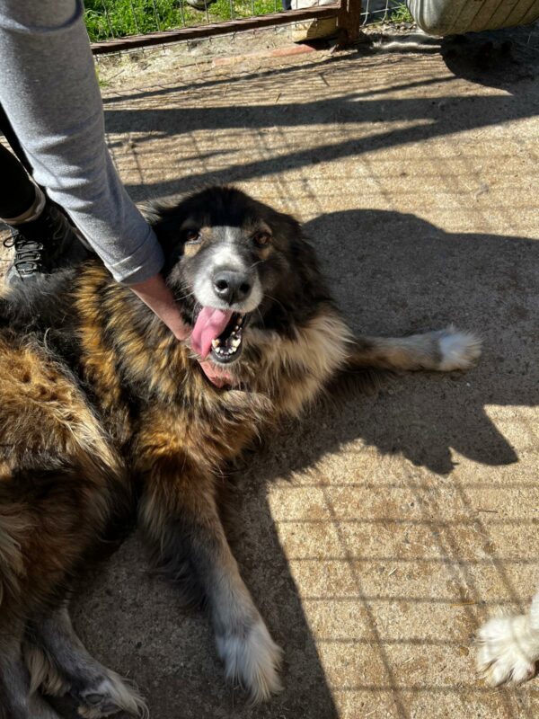 SANYA (♀) – Bild 2