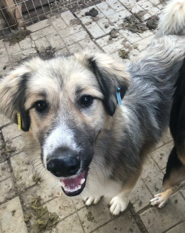 HUCKLEBERRY - reserviert Manuela - vermittelt