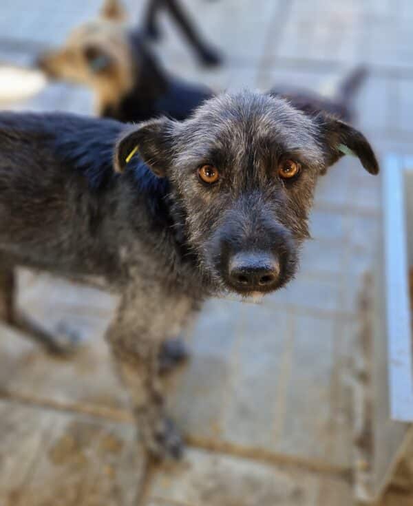 LIBBI - Notfall - reserviert Betty vermittelt