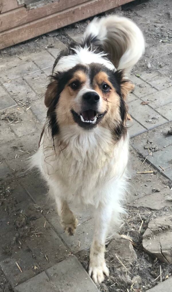 PEPPER - auf Pflegestelle in PLZ 1 *vermittelt*