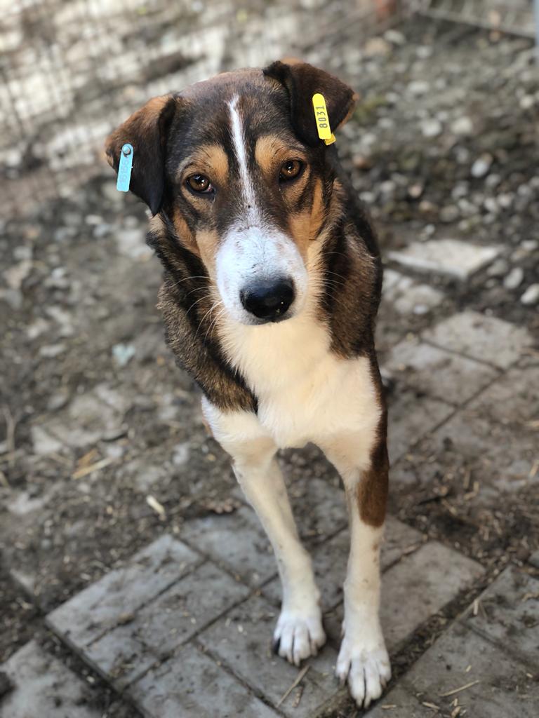 PEBBLES - vermisst 11/24 – Bild 9