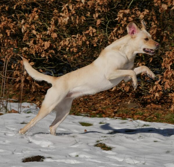 SUSI- Gnadenplatzhund seit dem 06.12.2023 – Bild 8