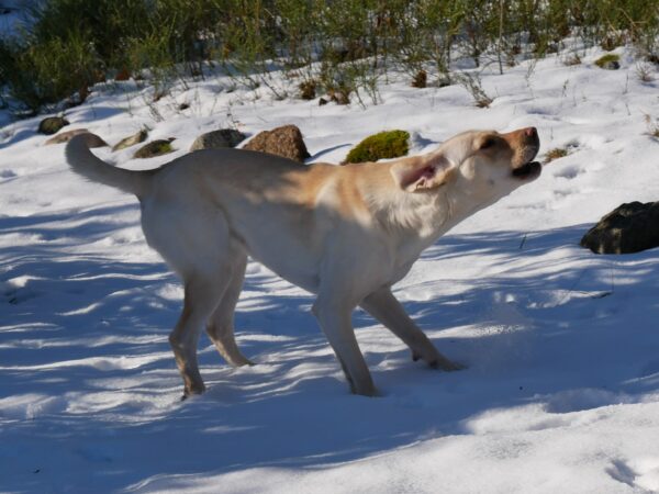 SUSI- Gnadenplatzhund seit dem 06.12.2023 – Bild 7