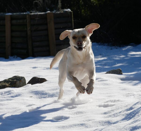 SUSI- Gnadenplatzhund seit dem 06.12.2023 – Bild 2