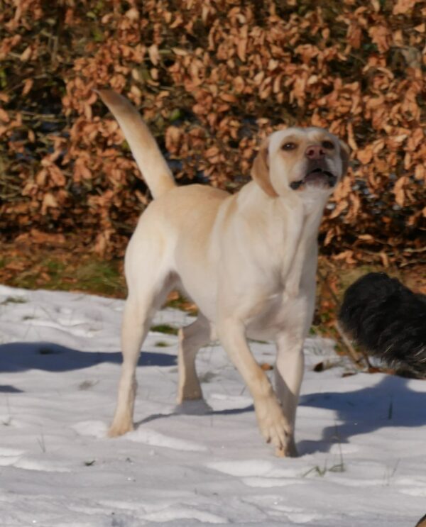 SUSI- Gnadenplatzhund seit dem 06.12.2023 – Bild 6