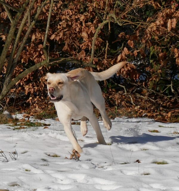 SUSI- Gnadenplatzhund seit dem 06.12.2023 – Bild 11