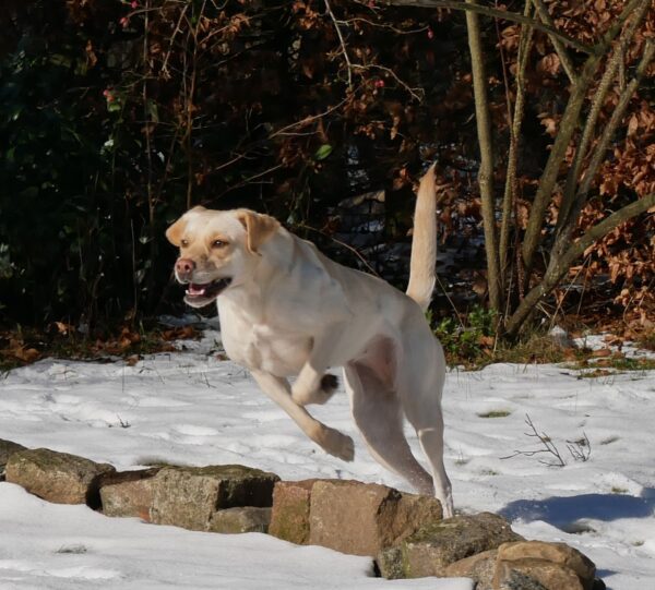 SUSI- Gnadenplatzhund seit dem 06.12.2023 – Bild 4