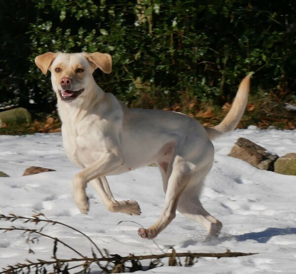 SUSI- Gnadenplatzhund seit dem 06.12.2023 – Bild 5