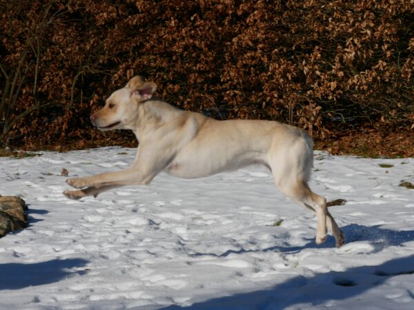 SUSI- Gnadenplatzhund seit dem 06.12.2023 – Bild 3