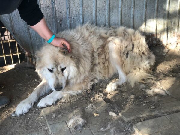 EISBÄR - reserviert NadineH vermittelt – Bild 3