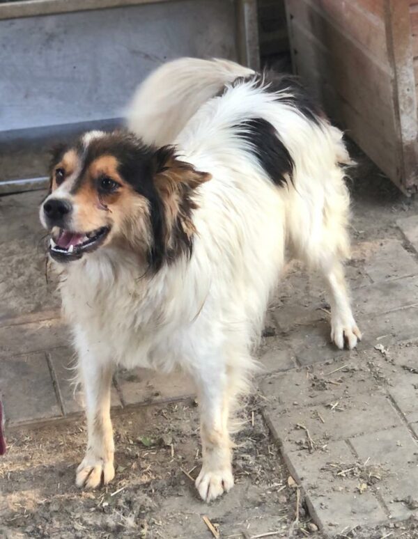 PEPPER - auf Pflegestelle in PLZ 1 *vermittelt* – Bild 2